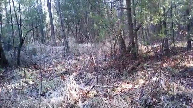 Америка глазами русского