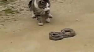 Бой кота и змеи