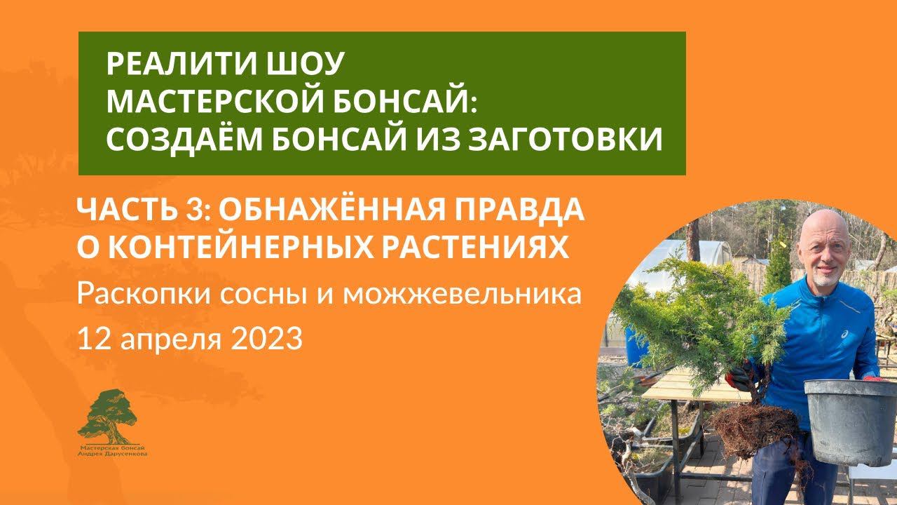Как сделать бонсай из сосны и можжевельника?