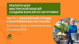 Как сделать бонсай из сосны и можжевельника?