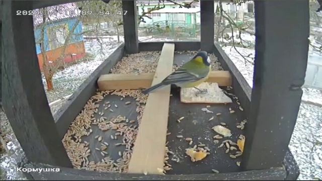 Синицы смотреть онлайн