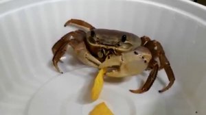 Домашний краб ест чипсы