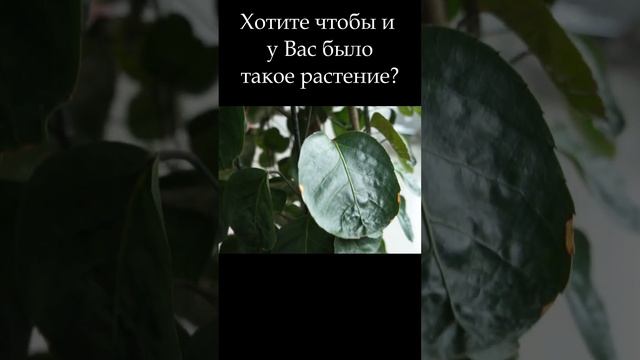 Удивительное растение: Полисциас Фабиан #shorts