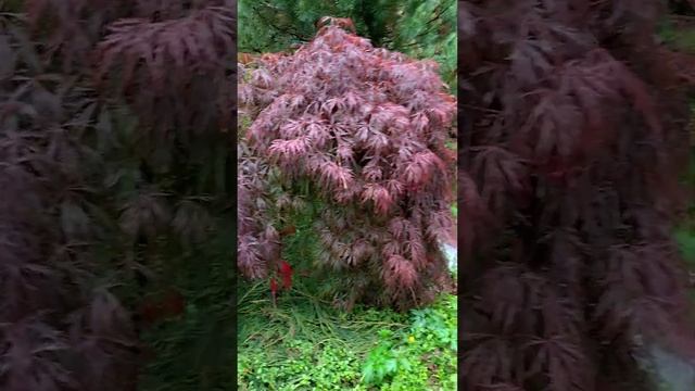 Acer Palmatum Laciniatum Crimson Queen КЛЁН ПАЛЬМАТУМ разрезолистный 2022июнь14