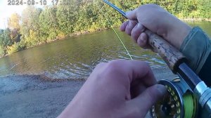 и снова река Ура . нахлыст и Кумжа 🎣🎣🎣 !!! была ну очень бойкая борьба 👍👍👍 . 10.09. 2024