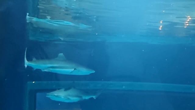 ^10^ Наш лінивий 12 -ий день на Канарах. # Lanzarote. смотреть онлайн