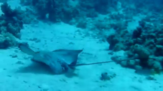 Spotted Eagle Ray (Aetobatus narinari)
