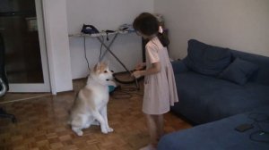 Три самых лёгких команды для собаки.Видео от канала Vero.D