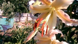 Лилия ОТ - гибрид Экслюзив