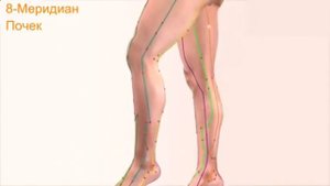 Меридиан почек