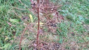 Цветочные почки на голубике осенью!