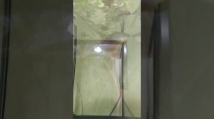 нерест жемчужных гурами.