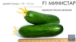 Огурец «Министар». Профессиональные семена Гавриш