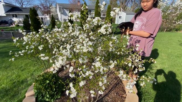 Spring in Full Bloom - Cherry Carmine Jewel (Prunus Fruticosa x Cerasus) смотреть онлайн