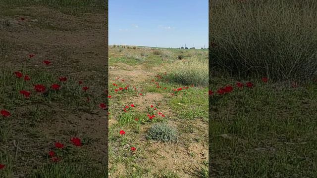 АНЕМОНЫ в феврале