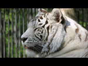 Бенгальская тигрица Зая наблюдает за тигрёнком Кови. Он ходит и ждёт когда тигрица подойдёт 16.05.24