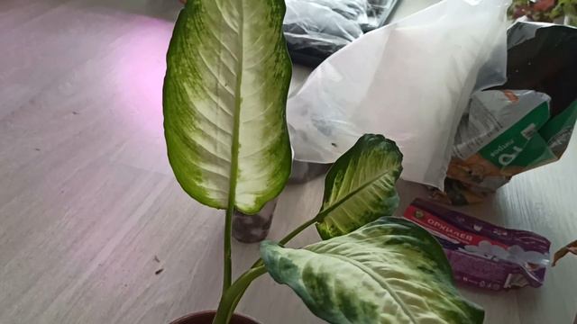 #пересадка БОЛЬШАЯ ПЕРЕСАДКА АРОИДНЫХ И МАРАНТОВЫХ #наизнанку #пересадкарастений #ароидные #маранта