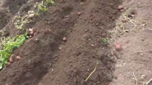 Мотокультиватор Крот ( с моими доработками ) копаем картофель. смотреть онлайн