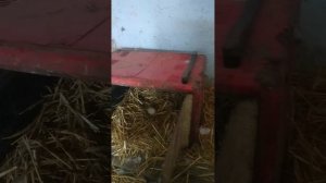 Мускусные утки от А до Я