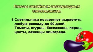 Лампы для рассады. Недорогие и эффективные.
