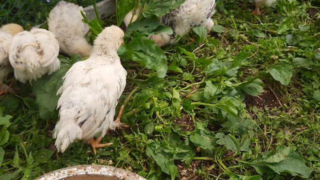 Цыплятам помесь брамы и обычных кур 1 мес смотреть онлайн