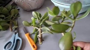 Обрезка денежного дерева.