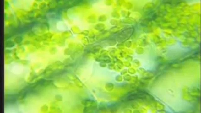 Строение растительной клетки смотреть онлайн