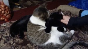 КОТЫ НЕТРАДИЦИОННОЙ ОРИЕНТАЦИИ