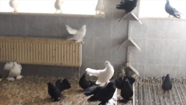 Кременчугские Крюковские статные белые голуби высоколетные. Питомник Харлашина Виктора Ивановича
