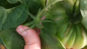 Томат Нина рекомендую