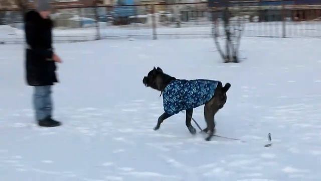 Кане корсо Люк. Дрессировка. Обучение высылу по команде "Гуляй" и подзыв. смотреть онлайн