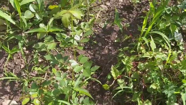 июль 2022. Мой сад - растёт, цветёт и радует. Гартензии, розы, хризантемы из черенков. смотреть онлайн