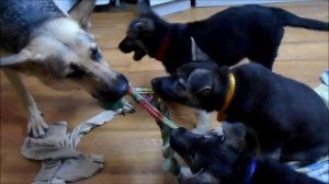 Перспективный щенок ВЕО