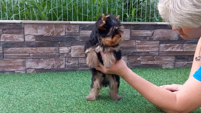 Женева-Дебют ФИГАРО, д.р.15.04.2023, полностью выкцинирован, мелкий стандарт, ну, ооочень милый! смотреть онлайн