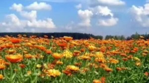 Оранжевая песня - Добрые песни