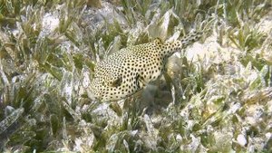 Толстяки (Full HD).mp4