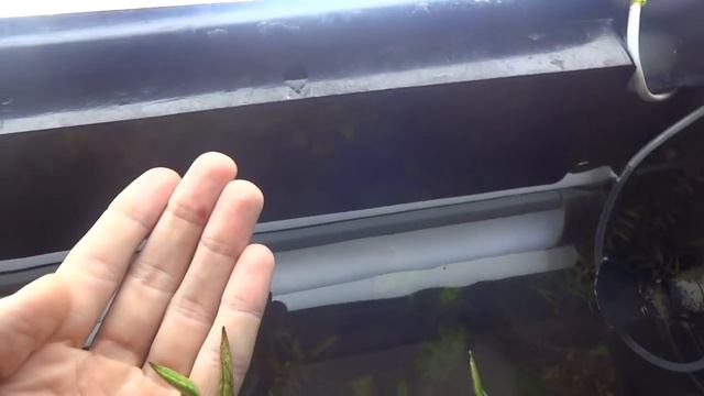 Лотос в аквариуме.  Посадка семян лотоса с алиэксперсса.