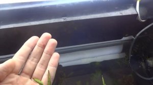 Лотос в аквариуме. Посадка семян лотоса с алиэксперсса.