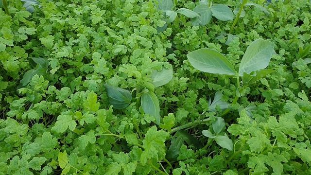 Крестоцветная блошка? Да ни когда!! Делай правильно. смотреть онлайн