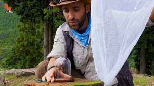 УКУС ГИГАНТСКОГО ЯПОНСКОГО ШЕРШНЯ / Койот Питерсон на русском