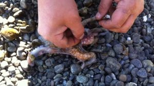 Как мы осьминога поймали в Средиземном море №1.