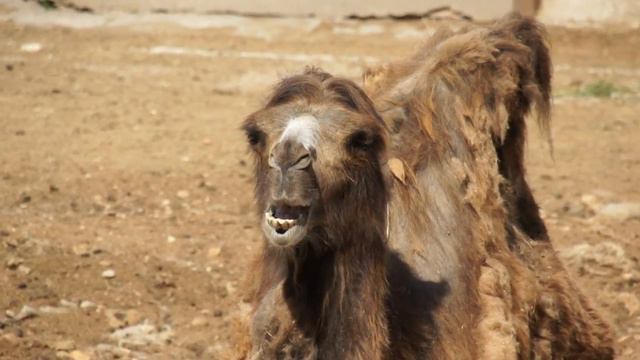 Верблюд в Московском Зоопарке жует :) смотреть онлайн