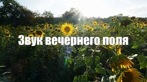 Вечер | Русское поле | Травы и сверчки, со звуками природы и пением птиц для релакса