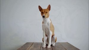 Basenji (dog) Canis lupus familiaris