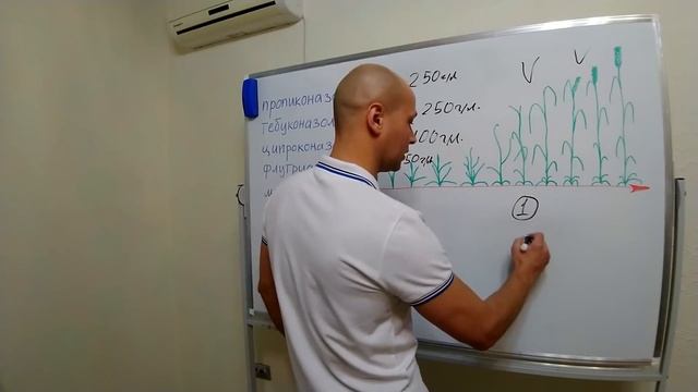 Фунгицид: применение триазолов по вегетации смотреть онлайн