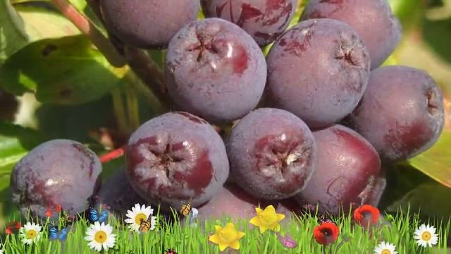 Рябина обыкновенная Бурка ? Обзор: посадка и уход. саженцы, крупномеры: описание и особенности смотреть онлайн