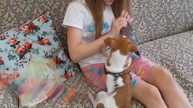 Влог:Красим брови/Краска ESTEL/Патчи ZOZU ?/Шлейка для Чихуахуа/Косметика ARTDECO/Пончики без масла смотреть онлайн