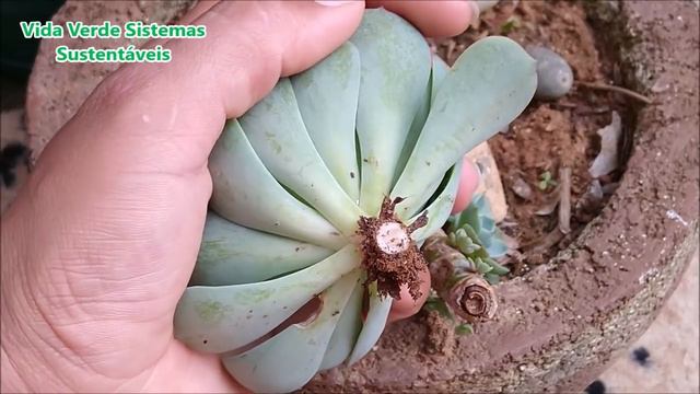 Não faça mudas de suculenta Glauca ,antes de ver esse vídeo! смотреть онлайн
