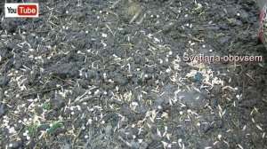 ЭТА СМЕСЬ СИДЕРАТОВ ЗАМЕНЯЕТ НАВОЗ.УЛУЧШАЮТ ПОЧВУ.ЗЕМЛЯ БЕЗ ПЕРЕКОПКИ.СИДЕРАТЫ ДЛЯ КЛУБНИКИ,ТОМАТОВ