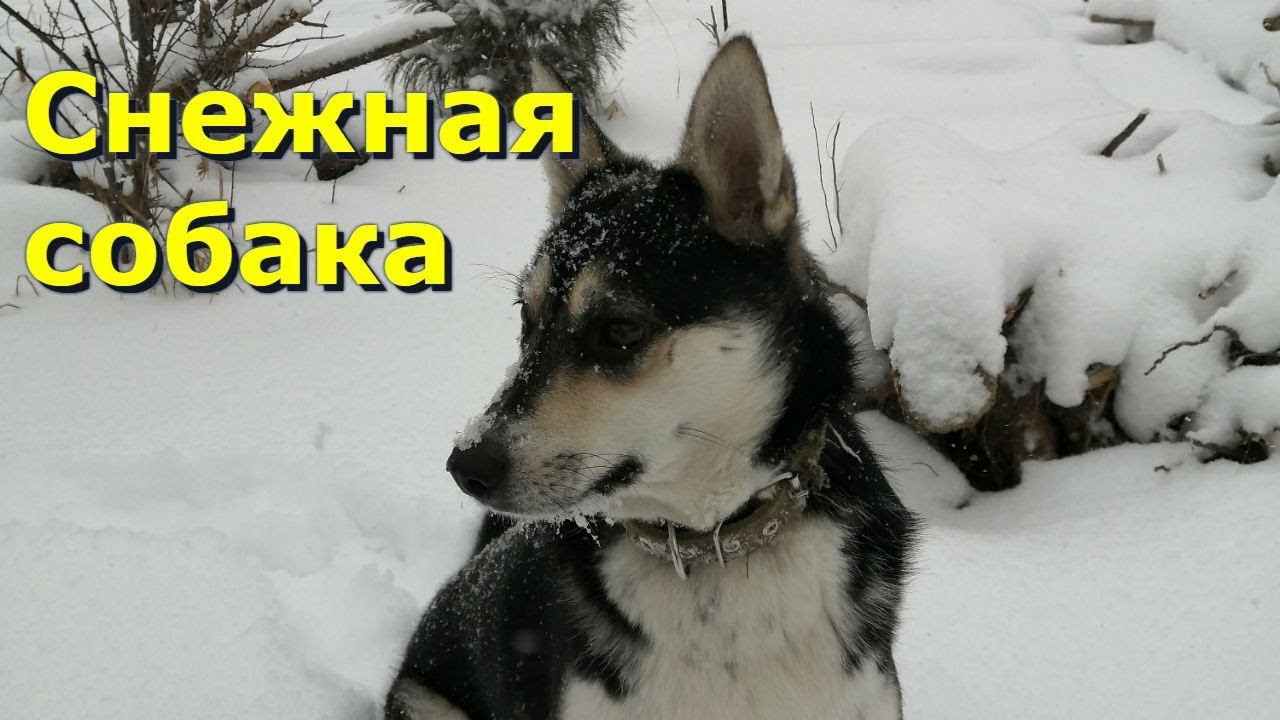 В снежный день собачке раздолье!